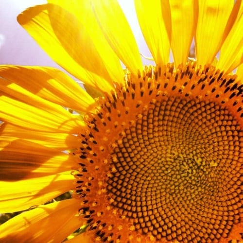 Best PBC Parks a sunflower