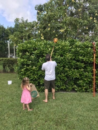 Mango picking in Florida