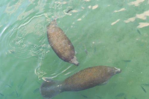 Manatee Lagoon Palm Beach