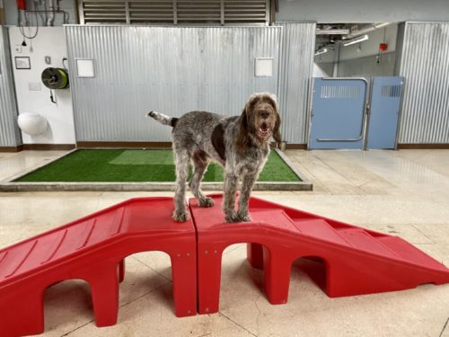 Camp bow wow dog hot sale boarding