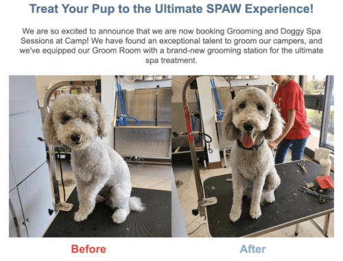 Bow wow shop grooming and boarding