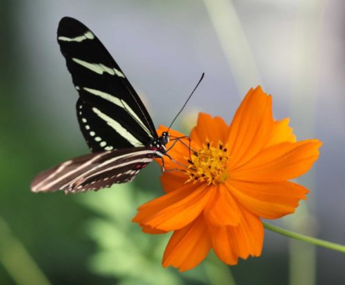 Botanical Gardens in Florida | Mounts Botanical Garden Butterfly on flower in the garden