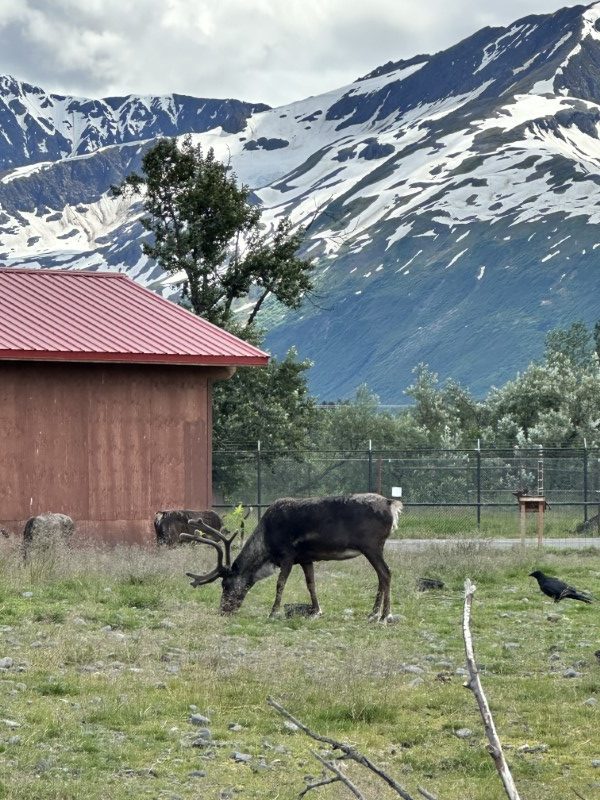 Alaska land and sea cruise trip