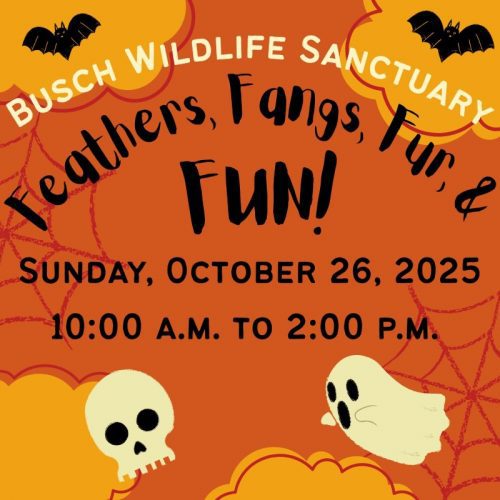 Halloween events in South Florida- Flyer for Busch Wildlife Sanctuary's Feathers, Fangs, Fur and Fun event on Sunday, 10/26/25