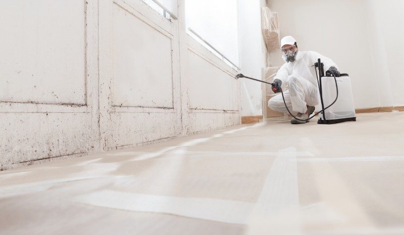 South Florida Mold What Boca Moms Need to Do After a Water Leak Featured