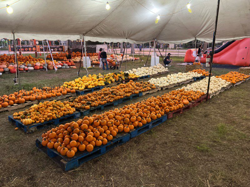 Mr. Jack O'Lantern's West Palm Beach Pumpkin Patch 2026 Mr. Jack O'Lantern's West Palm Beach Pumpkin Patch 2026